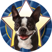 Dogs- Boston Terrier Insert [TD-2531]
