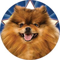 Dogs- Pomeranian Insert [TD-2533]
