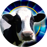 Cows- Dairy Cow Insert [TD-2354]