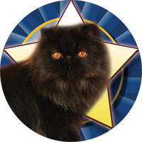 Cats- Black Persian Insert [TD-2449]