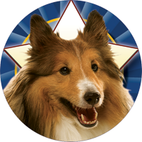 Dogs- Collie Insert [TD-2524]