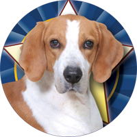 Dogs- Foxhound Insert [TD-2526]