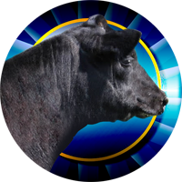 Cows- Angus Steer Insert [TD-2535]