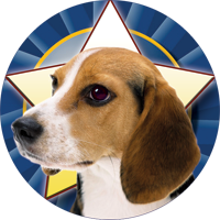 Dogs- Beagle Insert [TD-2448]