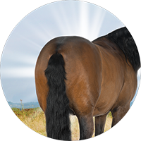 Horses Rear Insert [TD-3886]