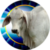 Brahman Bull Insert [TD-2536]