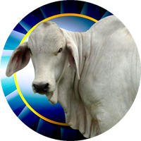 Brahman Bull Insert [TD-2536]