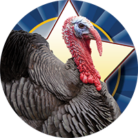 Thanksgiving/Holidays - Turkey Insert [TD-3390]