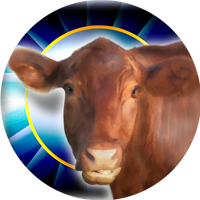 Cows- Angus Cow Insert [TD-2342]