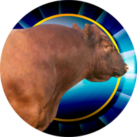Cows- Angus Bull Insert [TD-2534]