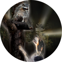 Dogs- Coon Dog Insert [TD-2611]